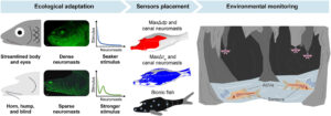 How cavefish’s duckbill-horn-hump could transform environmental monitoring?