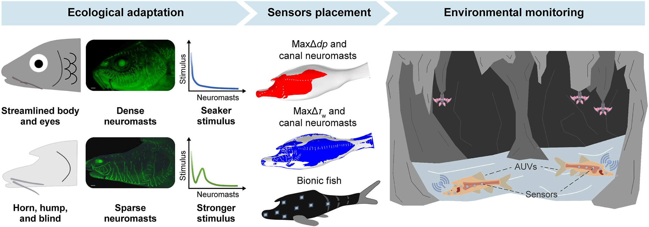 How cavefish’s duckbill-horn-hump could transform environmental monitoring?